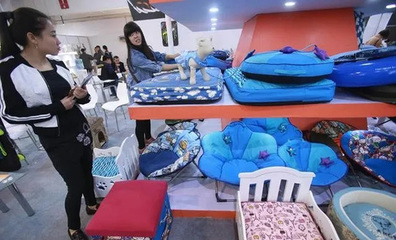宠物用品与健身器材 两大朝阳产业的崛起与发展潜力